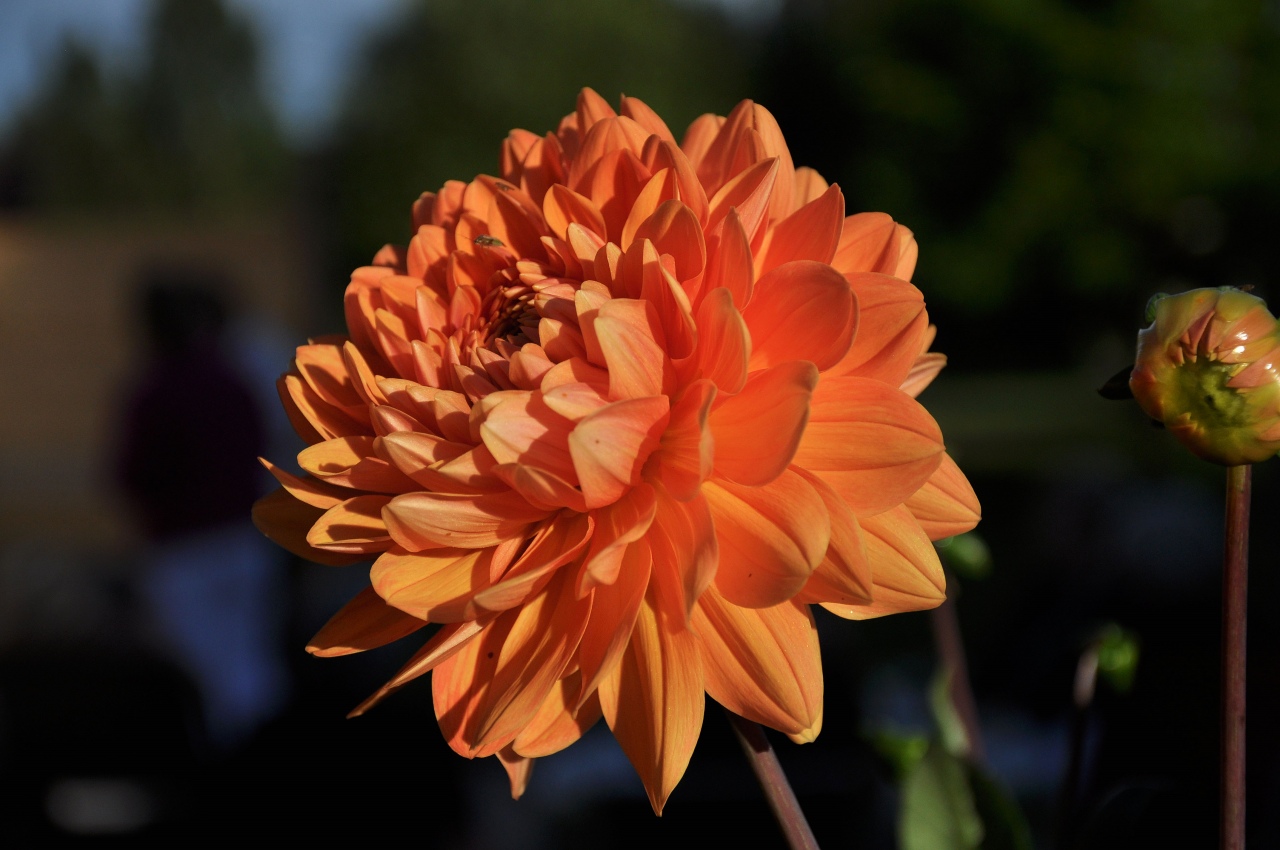 20100803-0096